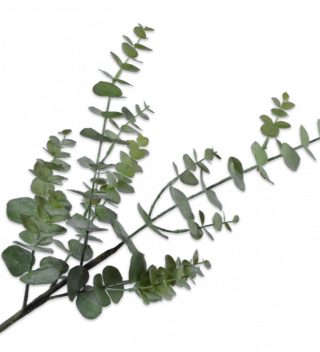 Cành Lá Khuynh Diệp Xanh (Eucalystus) 81Cm