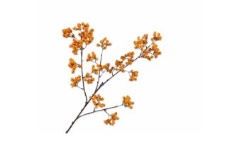 Cành hoa Berry Ora yll