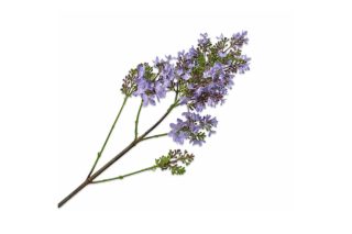 Cành hoa Lilac màu tím 131979S