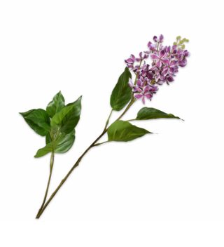 Cành hoa Lilac màu tím trang trí