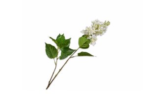 Cành hoa lilac màu trắng trang trí