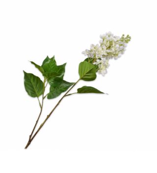 Cành hoa lilac màu trắng trang trí