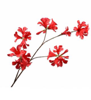 Cành hoa Mandevilla