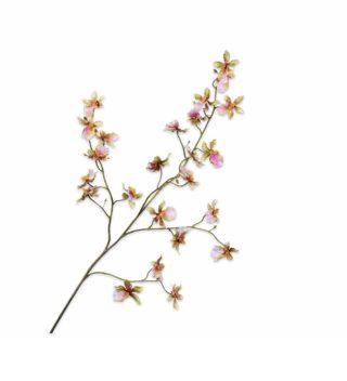 Cành hoa Orchid GRN/PNK 139713S