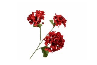 Cành hoa Pelargonium