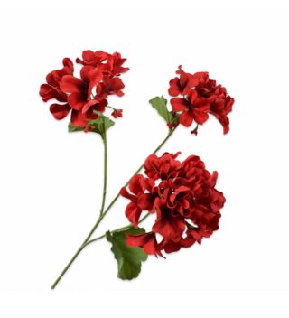 Cành hoa Pelargonium
