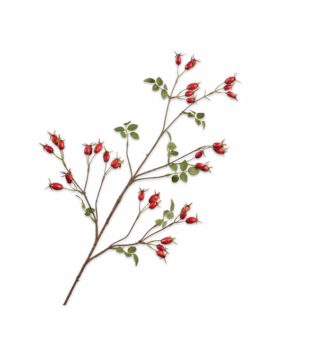 Cành hoa Rosehip màu đỏ