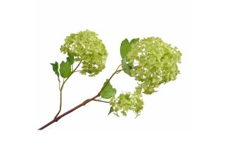 Cành hoa Snowball màu xanh 123372S