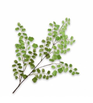 Cành lá dương xỉ xanh trang trí