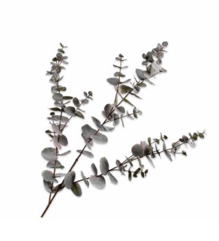 Cành lá Eucalyptus grey trang trí