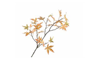 Cành lá maple màu vàng