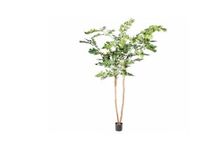 Cây Palm Green 122699S