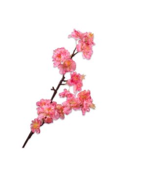 Cành Hoa Blossom Màu Hồng