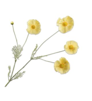 Cành Hoa Cosmos Màu Vàng