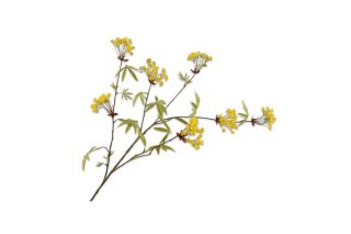 Cành Hoa Maple Màu