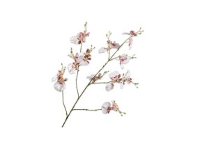 Cành Hoa Orchid Trắng Tím