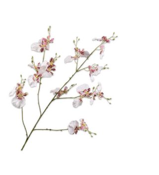 Cành Hoa Orchid Trắng Tím