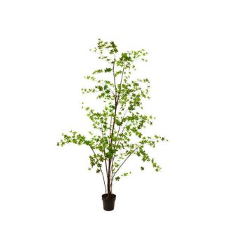 Cây Plant Green Lớn