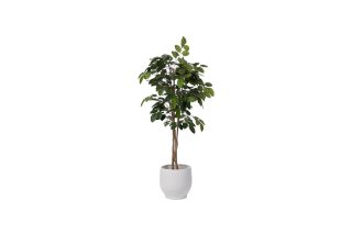 Cây Ficus Banian