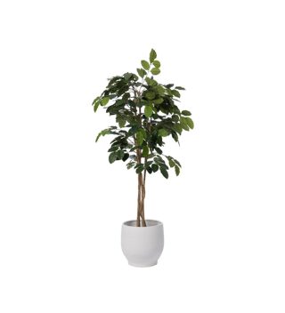 Cây Ficus Banian