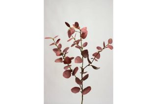 Cành Lá Eucalyptus