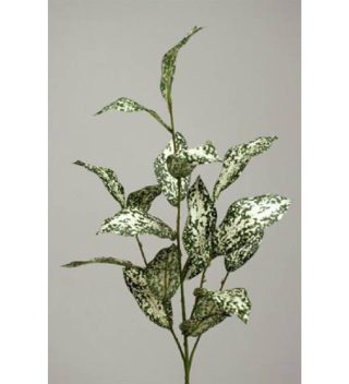 Cành Lá Codiaeum