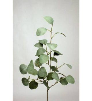 Cành Lá Eucalyptus Gr