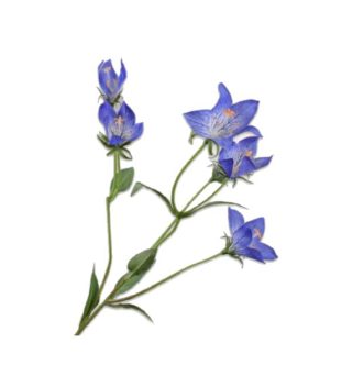Cành Hoa Campanula 62