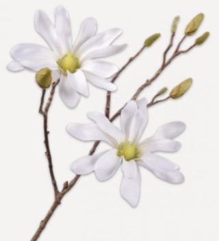 Cành Hoa Magnolia White