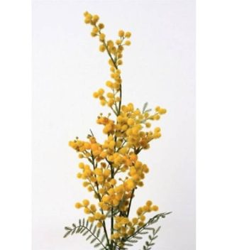 Cành Hoa Mimosa