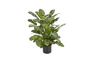 Cây Calathea