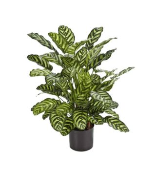 Cây Calathea