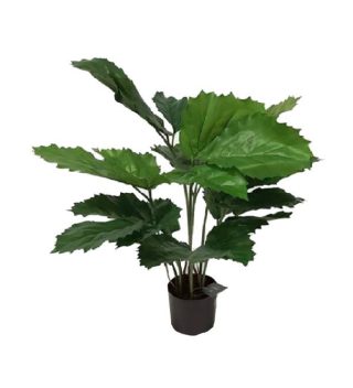 Cây Tetrastigma