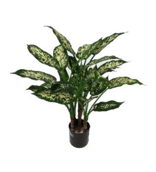 Cây Dieffenbachia Cabdida
