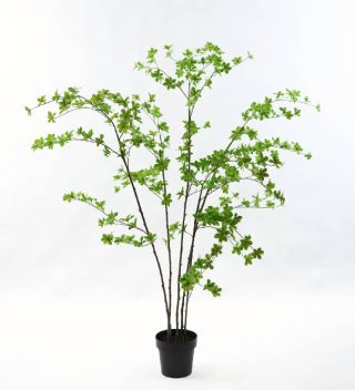 Cây Plant Green