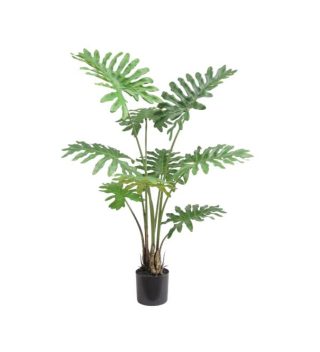 Cây Philodendron
