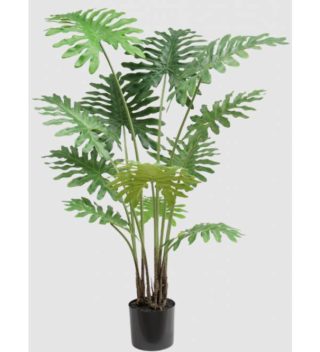 Cây Philodendron