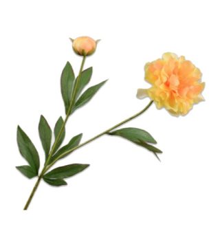 Cành Hoa Peony