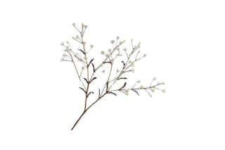 Cành Hoa Thalictrum