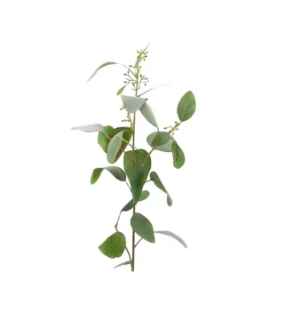 Cành Lá Eucalyptus Populus