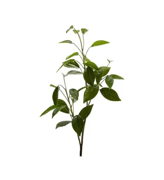 Cành Lá Laurel