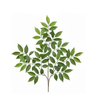 Cành Lá Zelkova